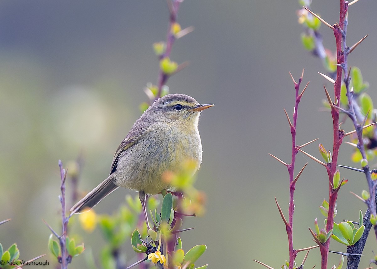 キバラムシクイ（affinis/perflavus） - ML642642572