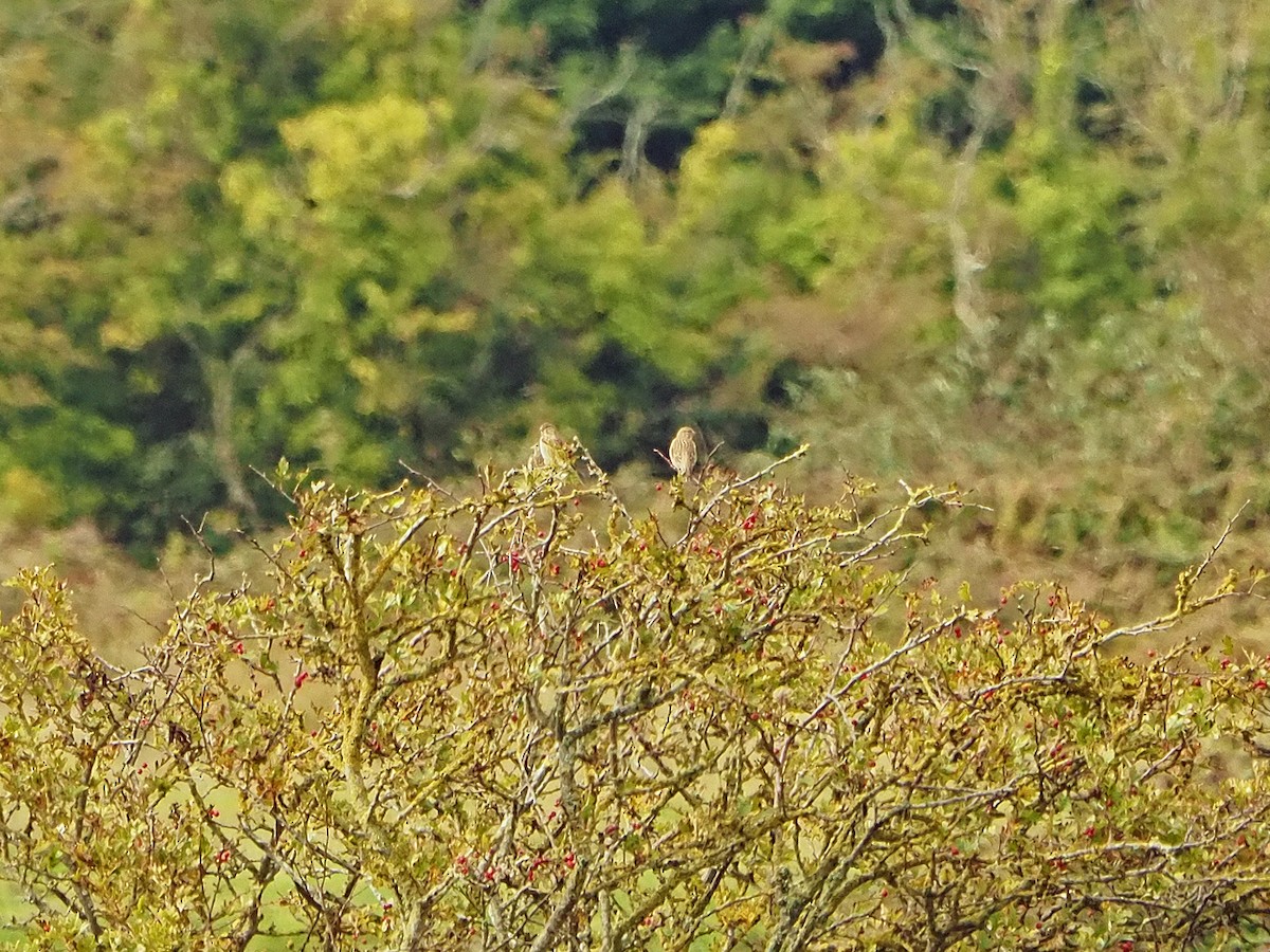 赤胸朱頂雀 - ML642642581