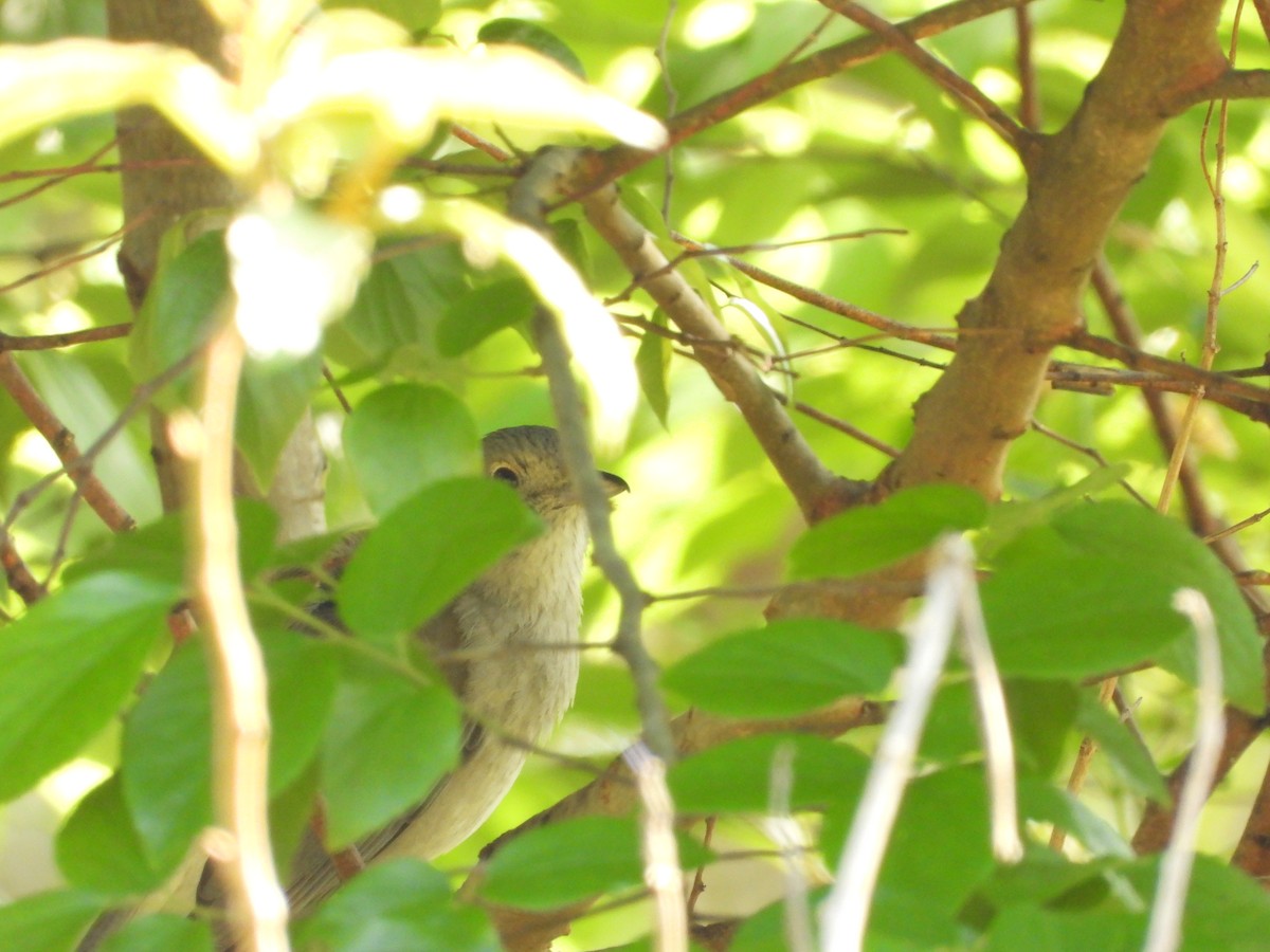Gray Shrikethrush - ML642642594