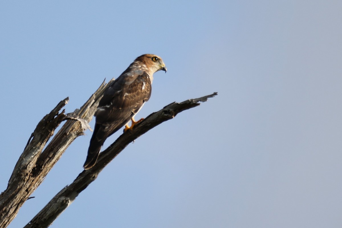 African Cuckoo-Hawk - ML642642603