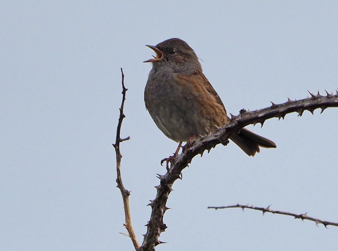 Dunnock - ML642642606