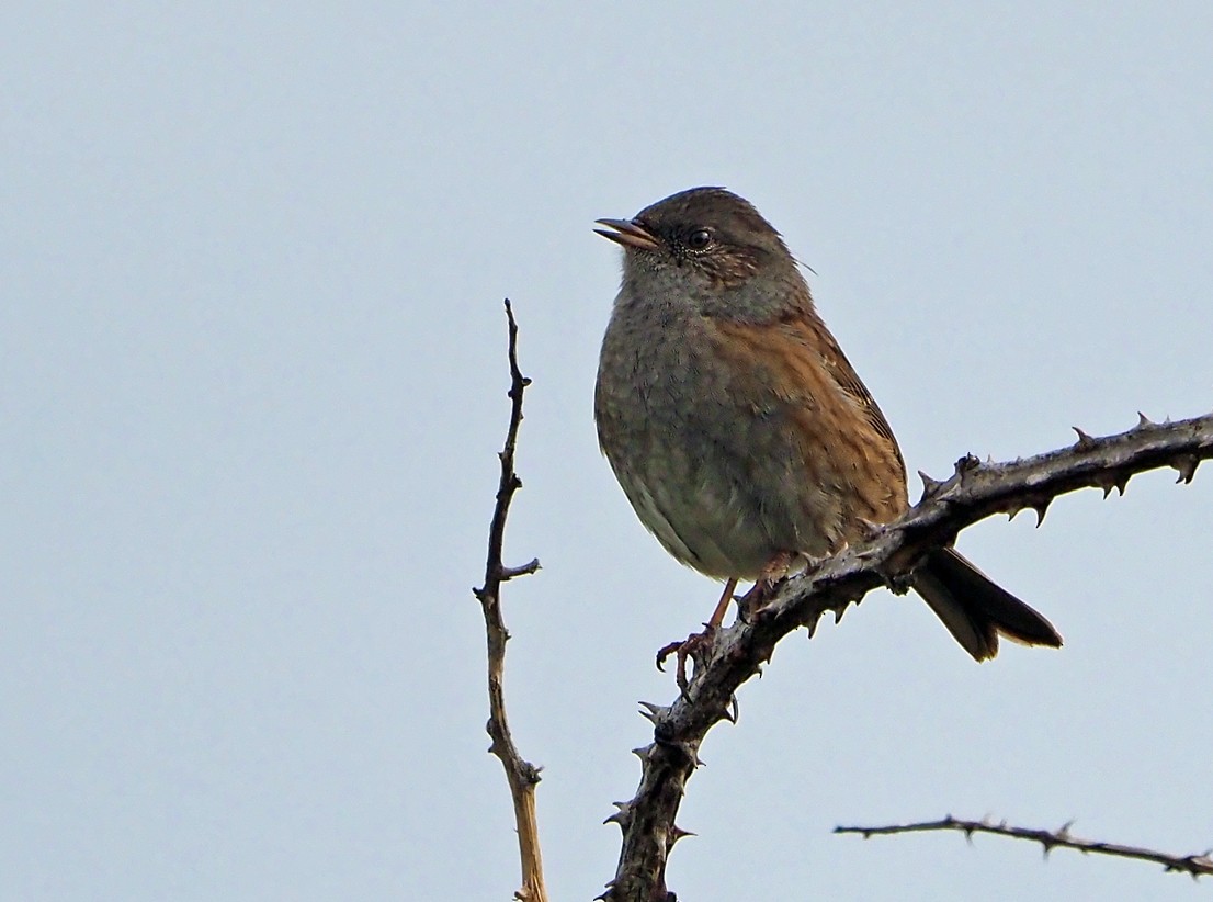Dunnock - ML642642607