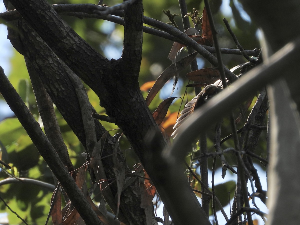 Australian Rufous Fantail - ML642642610