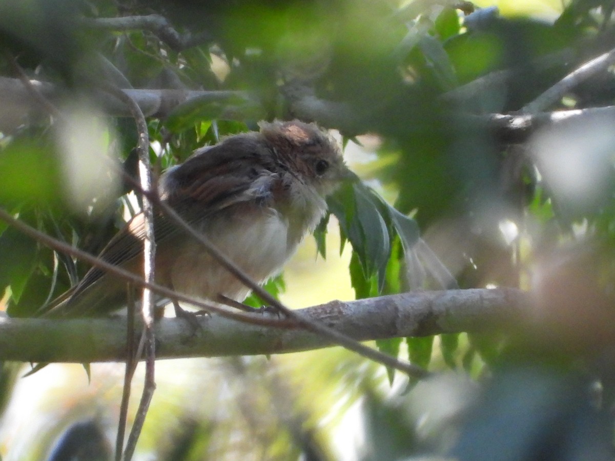 Australian Rufous Fantail - ML642642611