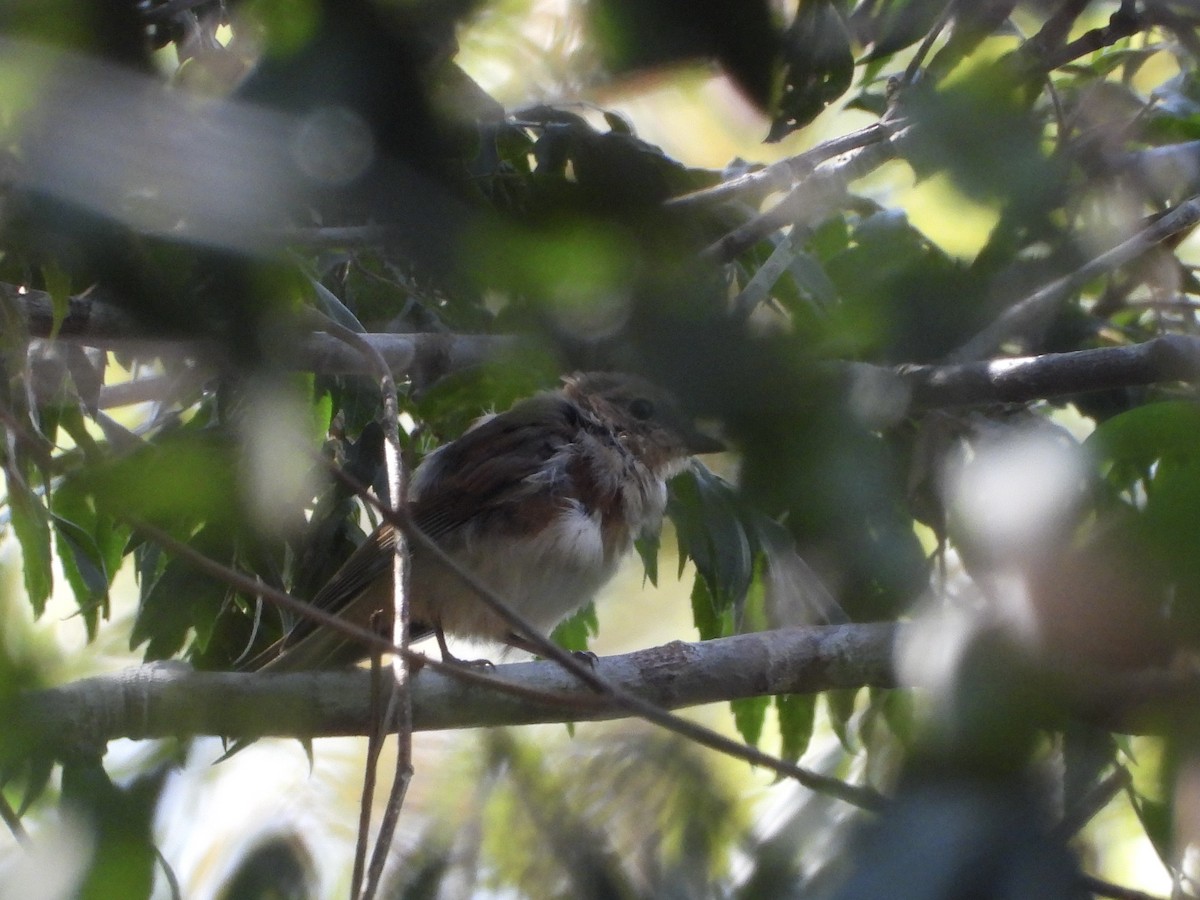 Australian Rufous Fantail - ML642642612