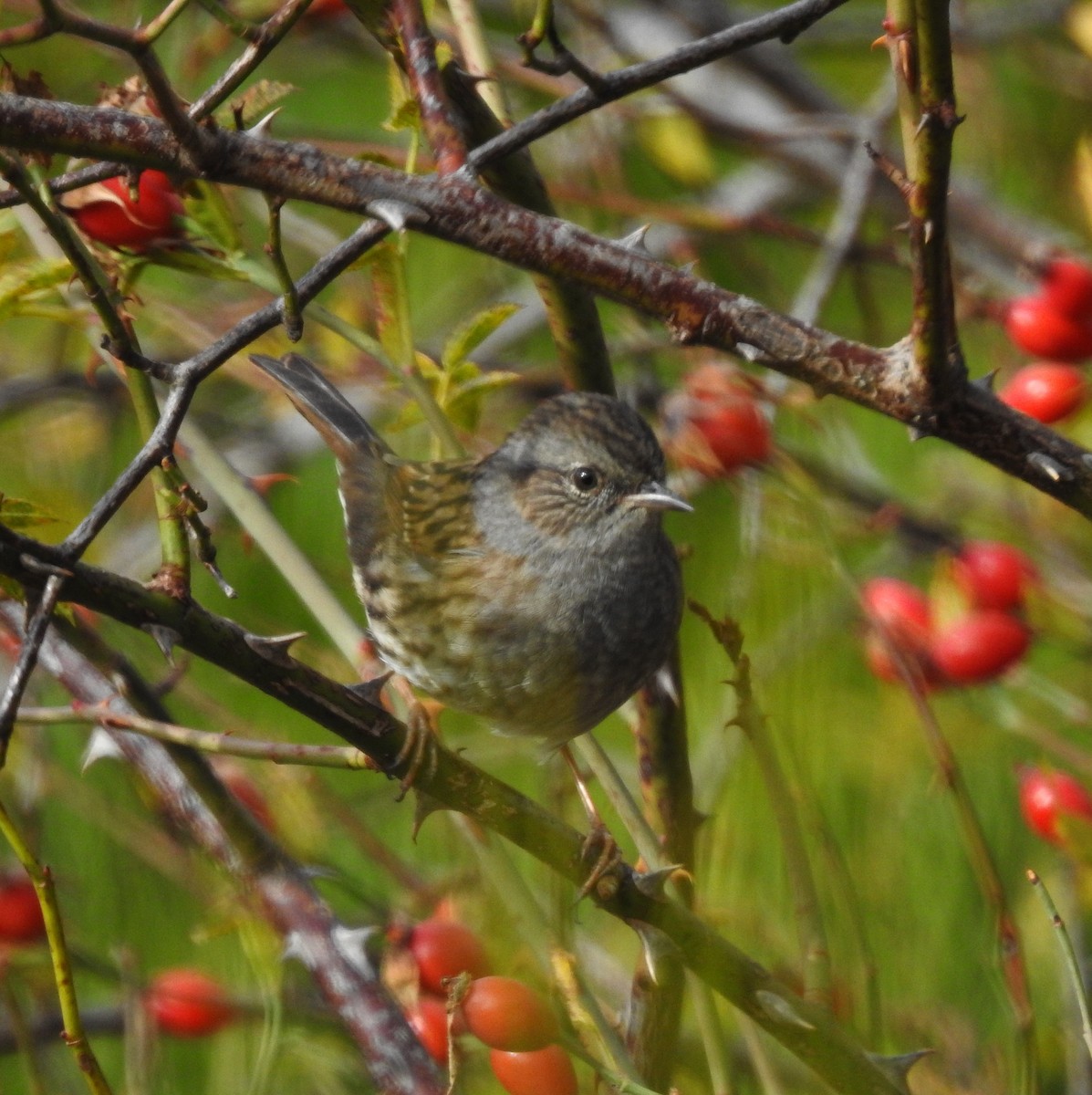 Dunnock - ML642642644