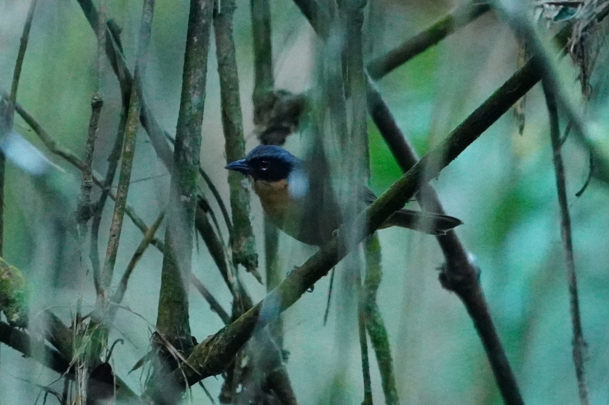 Black-eared Hemispingus - ML642642652