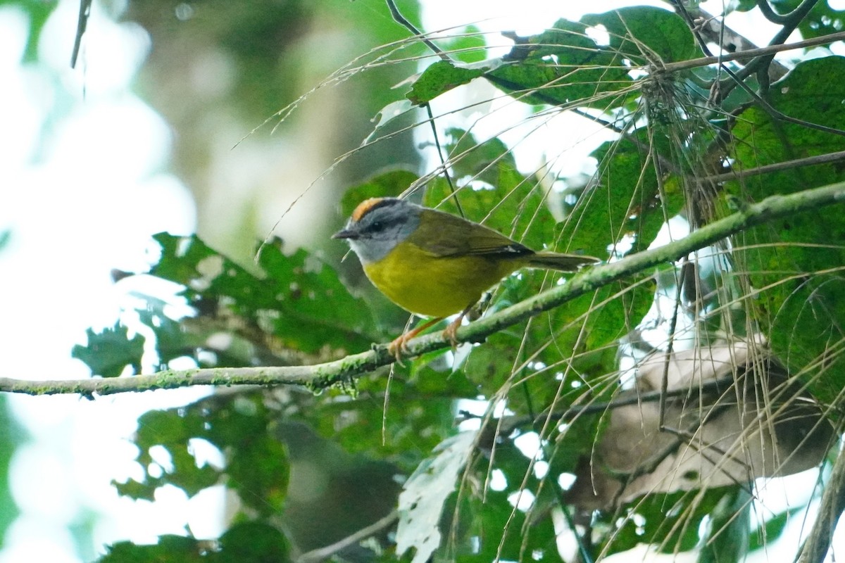 Russet-crowned Warbler - ML642642653