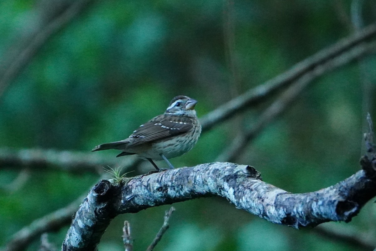 Rose-breasted Grosbeak - ML642642659