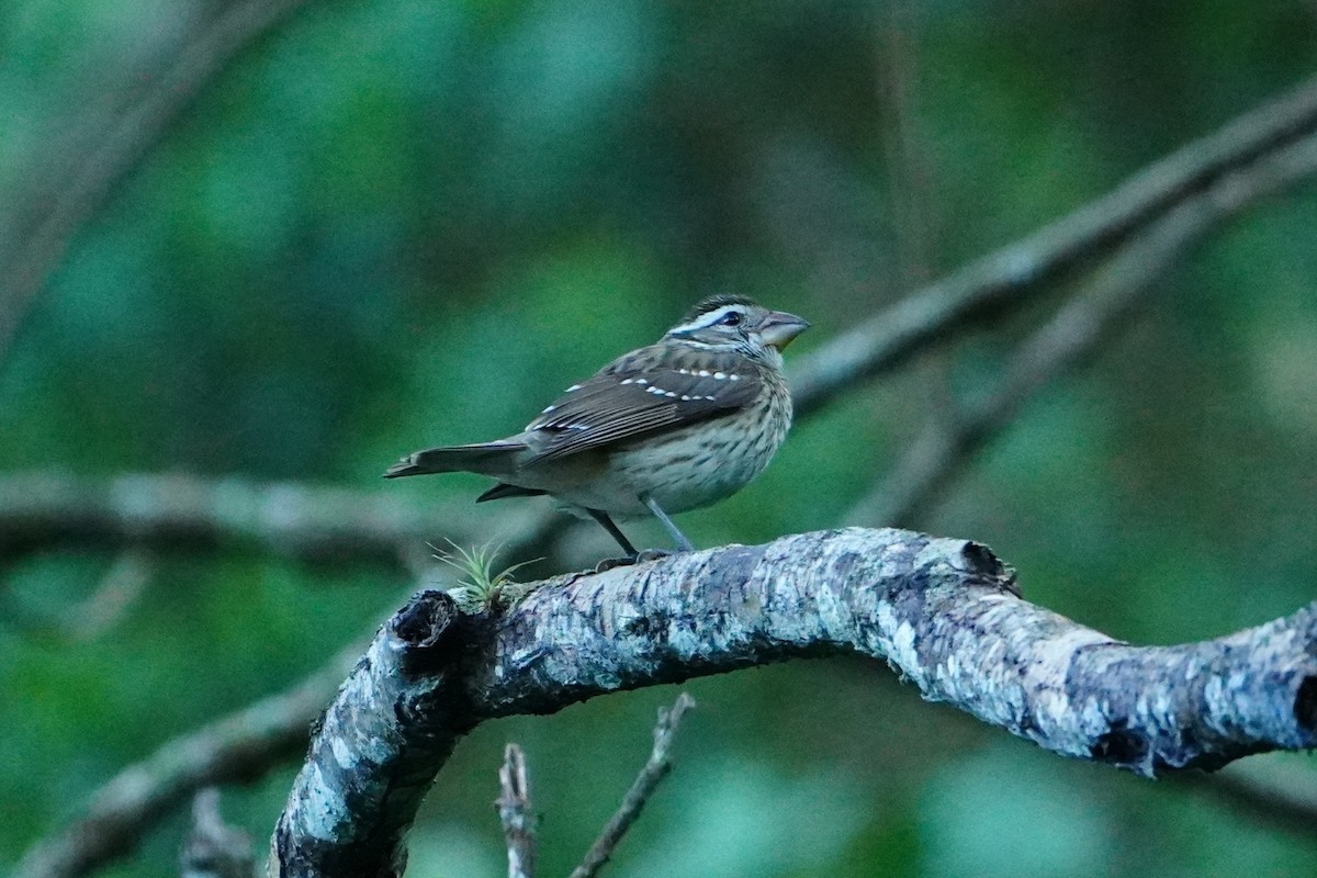Rose-breasted Grosbeak - ML642642660