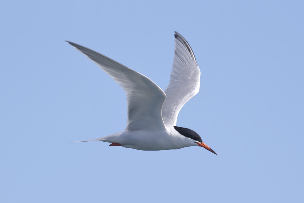 Roseate Tern - ML642642663