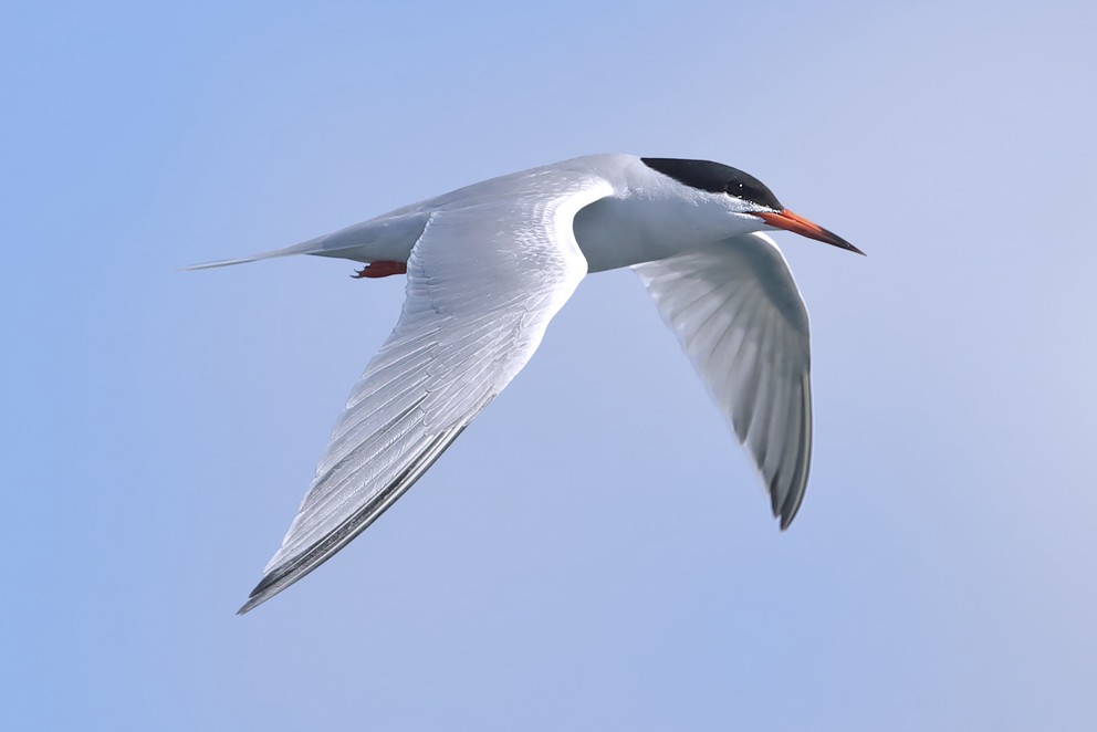 Roseate Tern - ML642642664