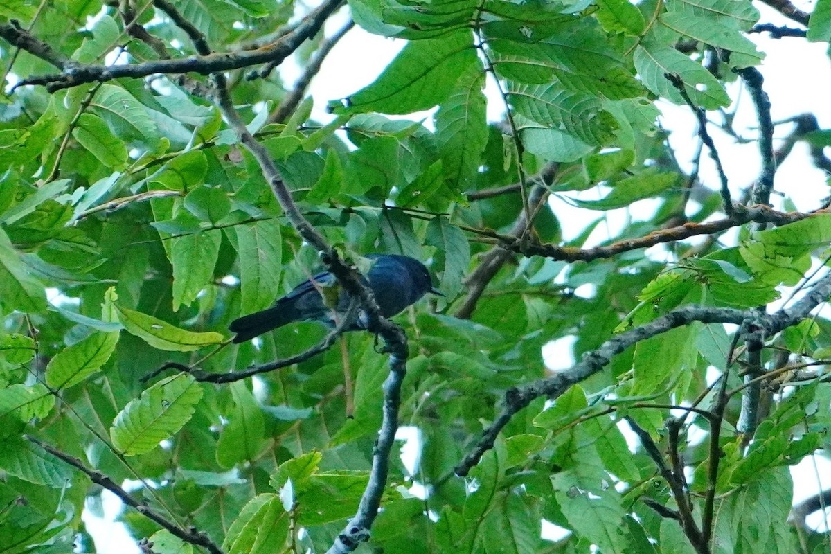 Bluish Flowerpiercer - ML642642668