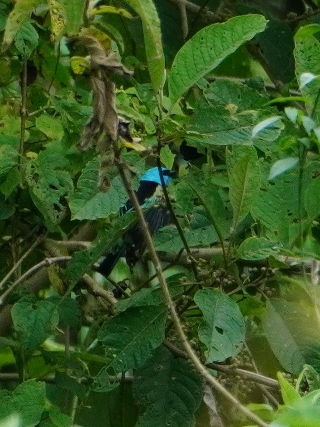 Blue-necked Tanager - ML642642669