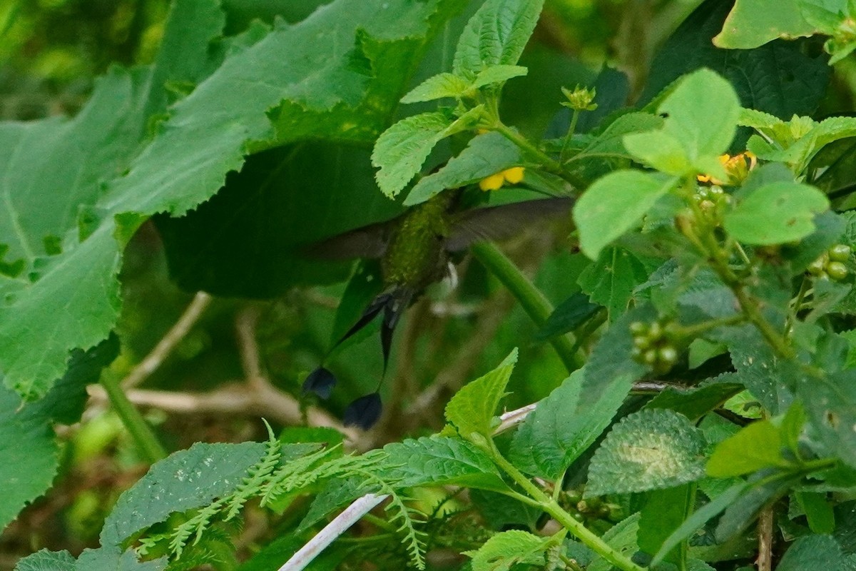 White-booted Racket-tail - ML642642670