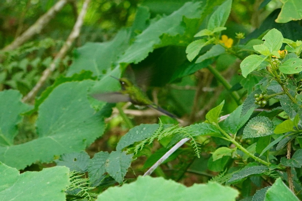 White-booted Racket-tail - ML642642672