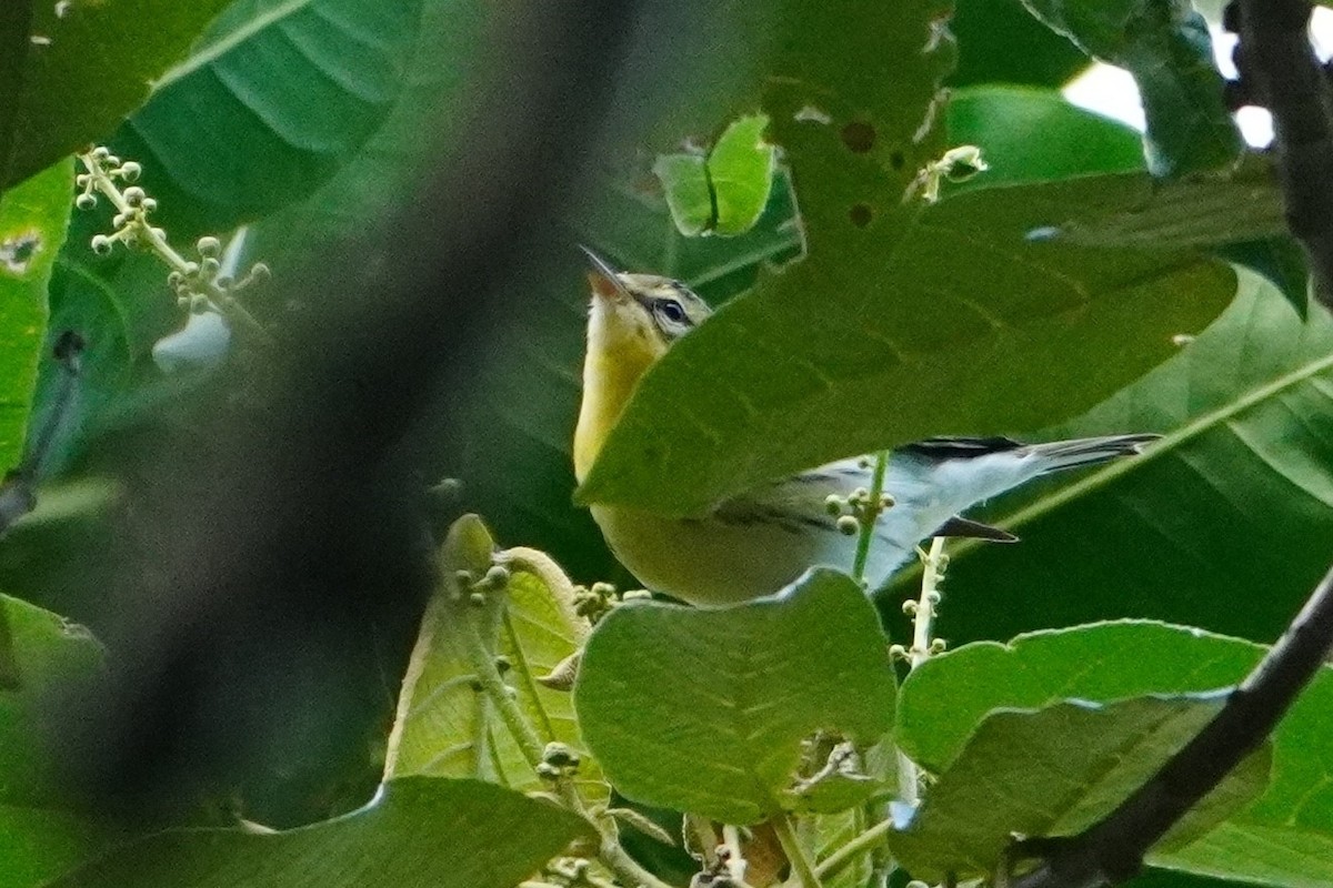 Blackburnian Warbler - ML642642685