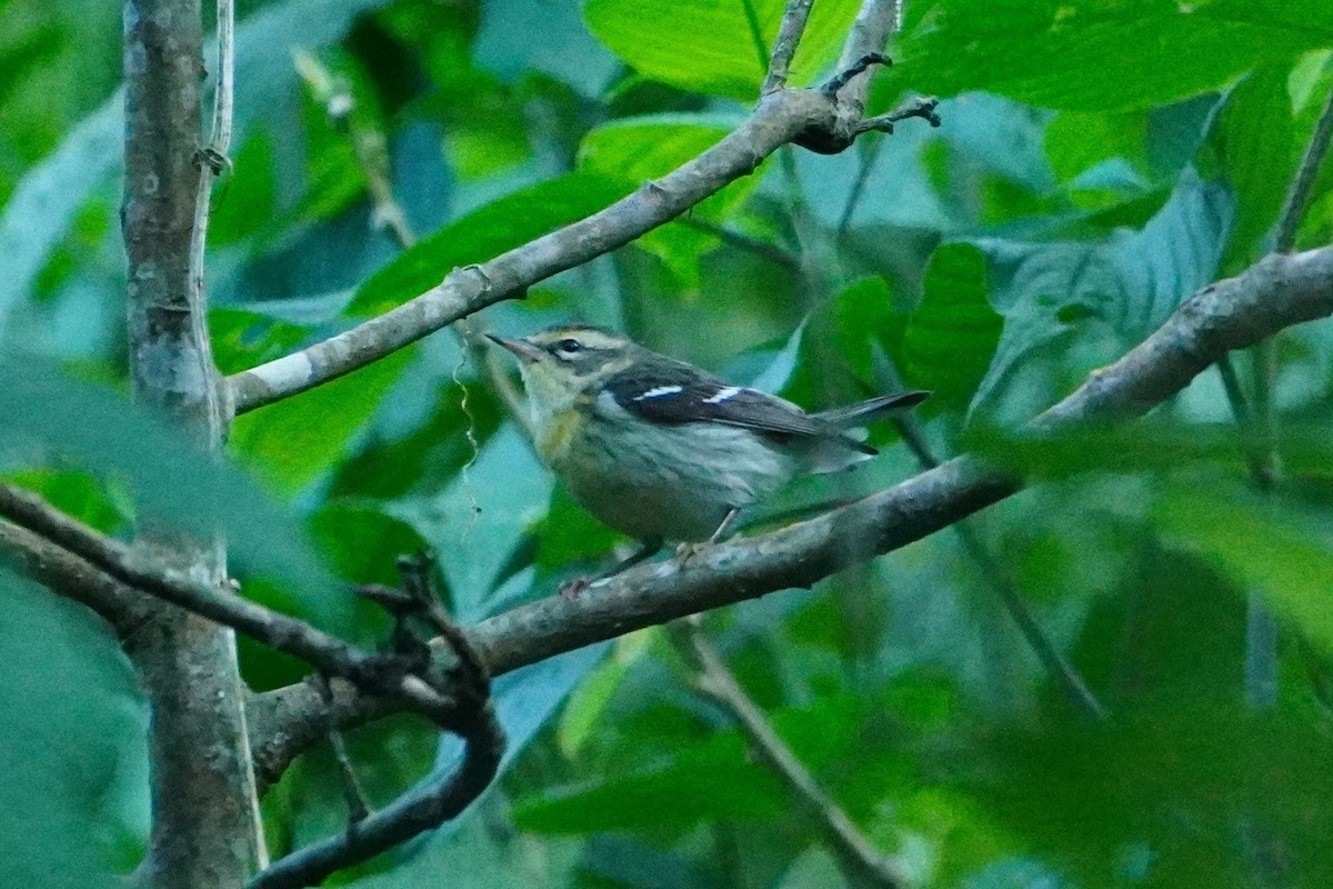 Blackburnian Warbler - ML642642686