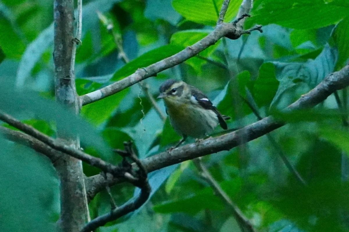 Blackburnian Warbler - ML642642687