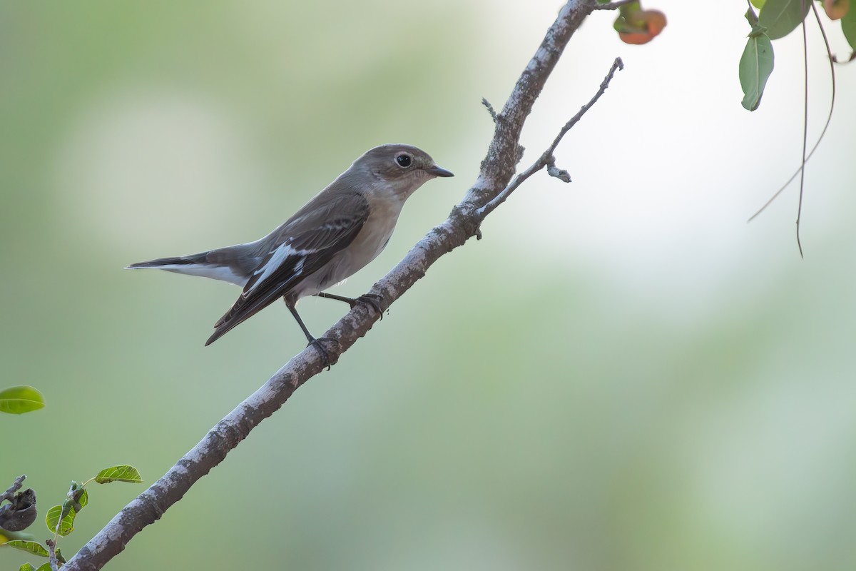 Collared Flycatcher - ML642642694