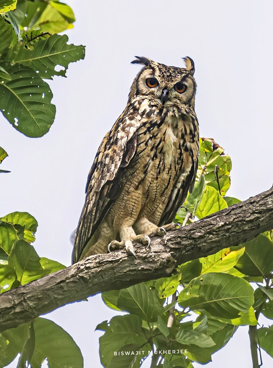 Rock Eagle-Owl - ML642642696