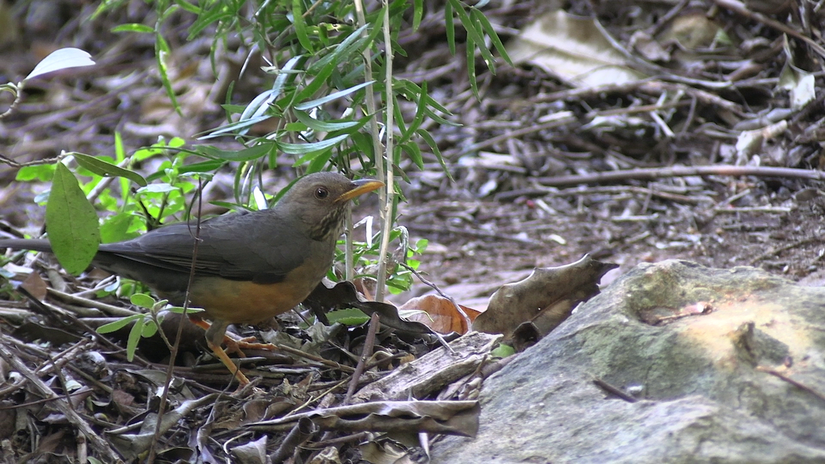 Olive Thrush - ML642642700