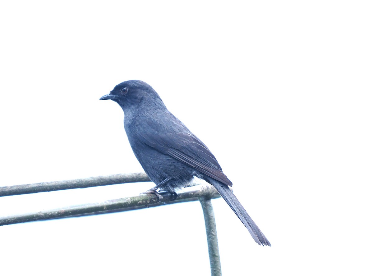 Northern Black-Flycatcher - ML642642729