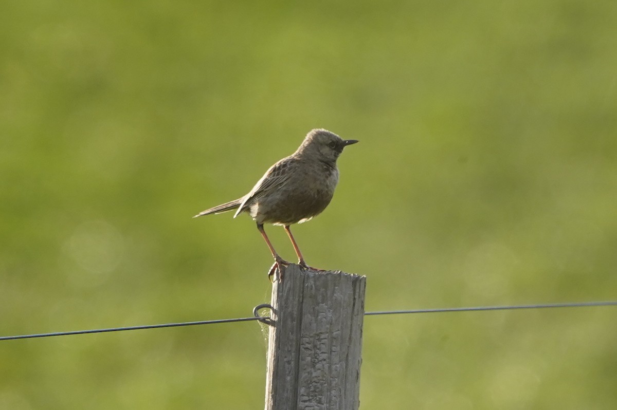 Brown Songlark - ML642642739