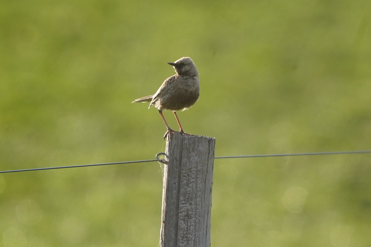 Brown Songlark - ML642642740