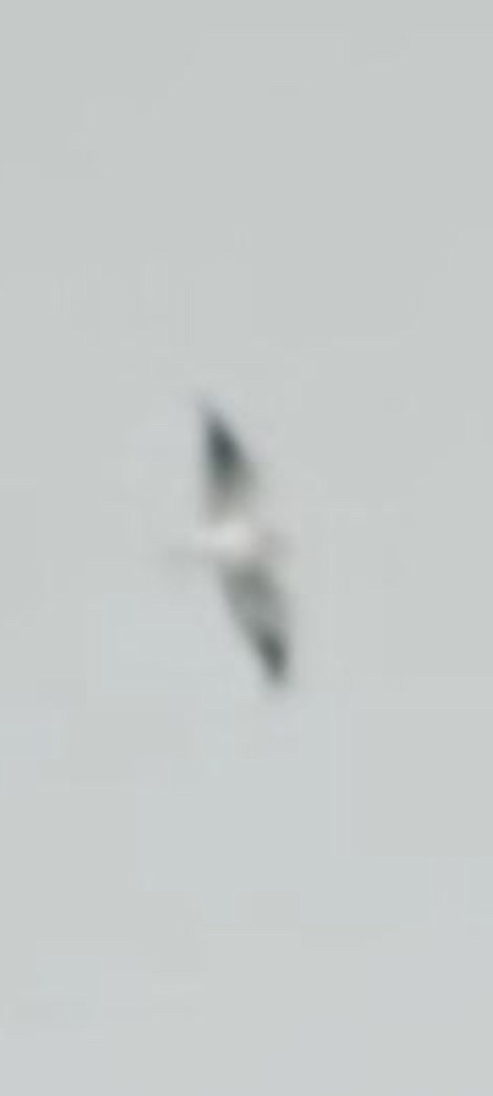 Black-winged Kite - ML642642747