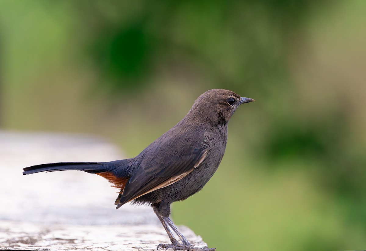 Indian Robin - ML642642752