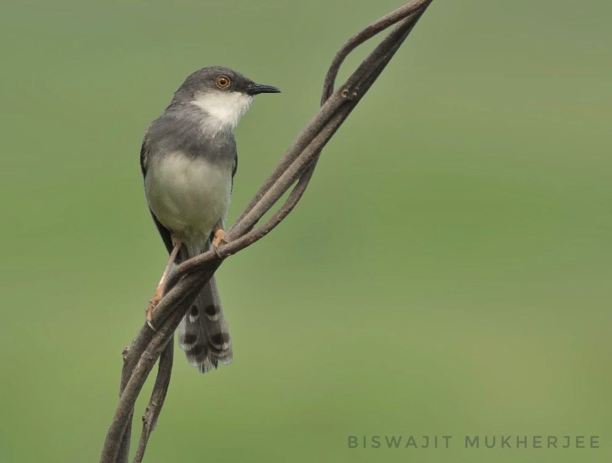 Gray-breasted Prinia - ML642642753