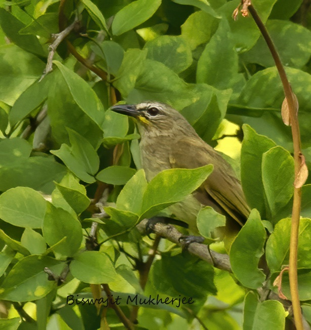 White-browed Bulbul - ML642642757