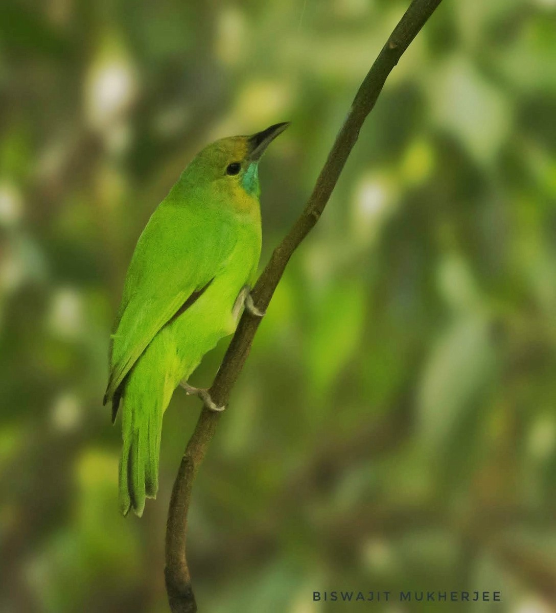 Jerdon's Leafbird - ML642642763