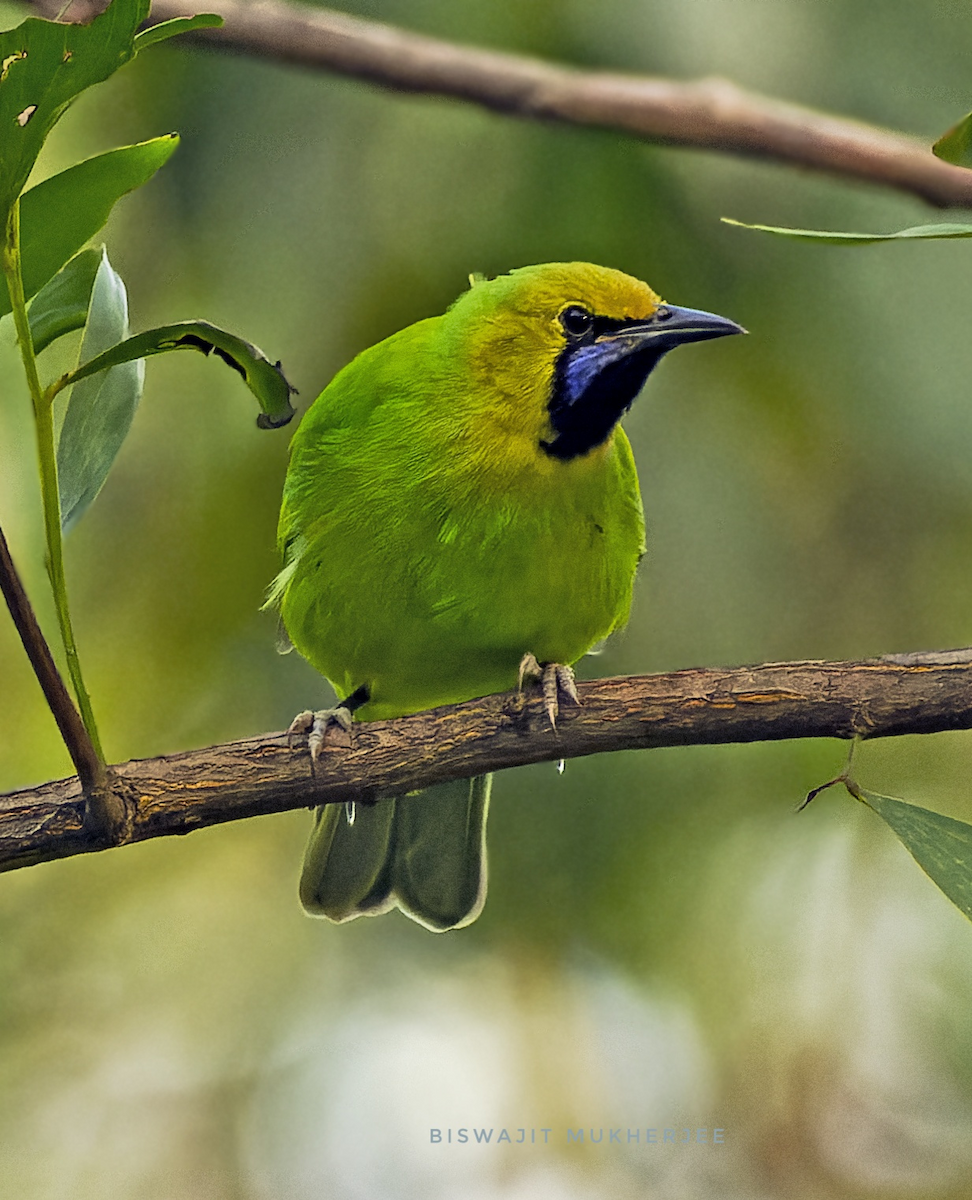 Jerdon's Leafbird - ML642642764