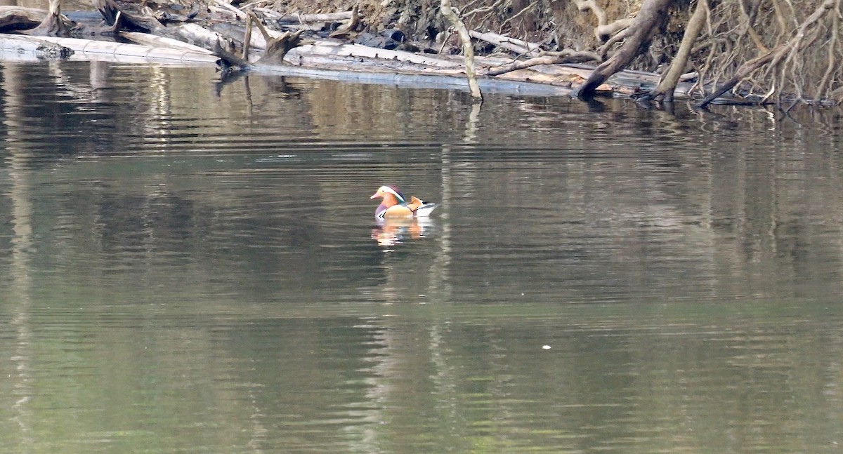 Mandarin Duck - ML642642776