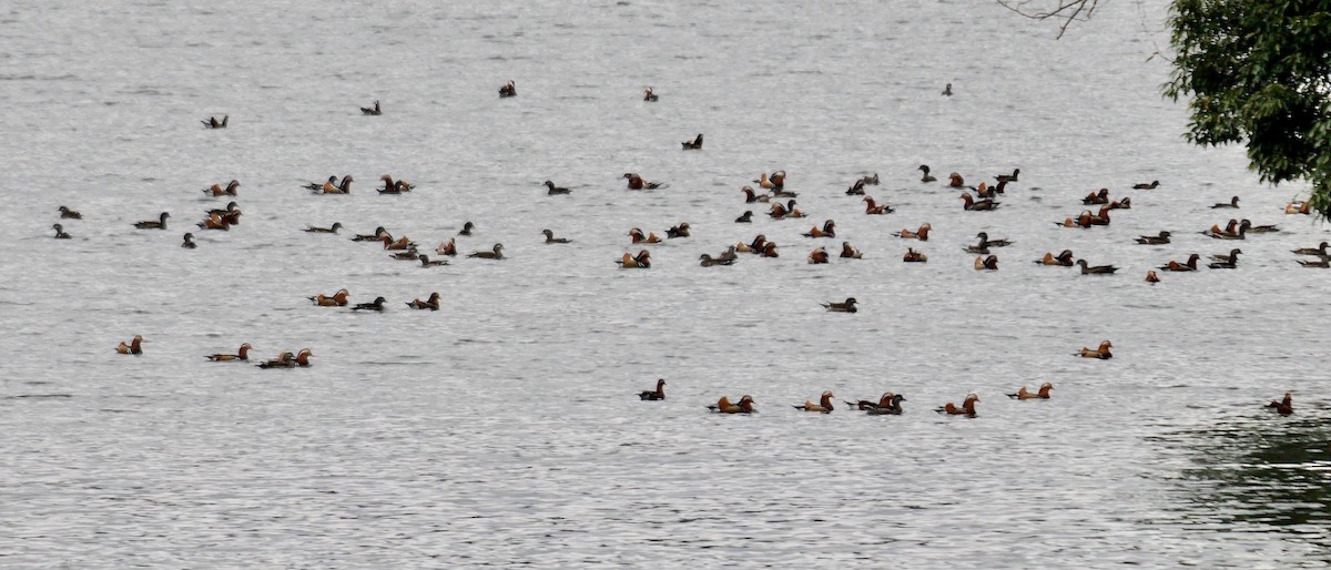Mandarin Duck - ML642642777