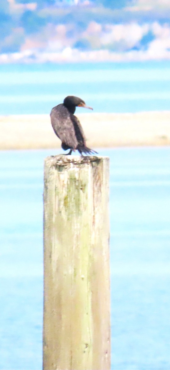 Cormoran à aigrettes - ML642642780