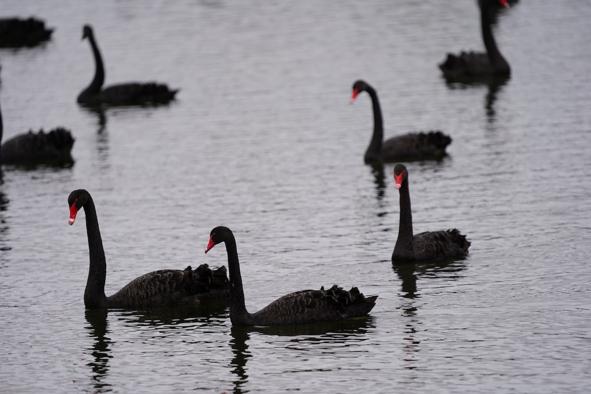 Cygne noir - ML642642813