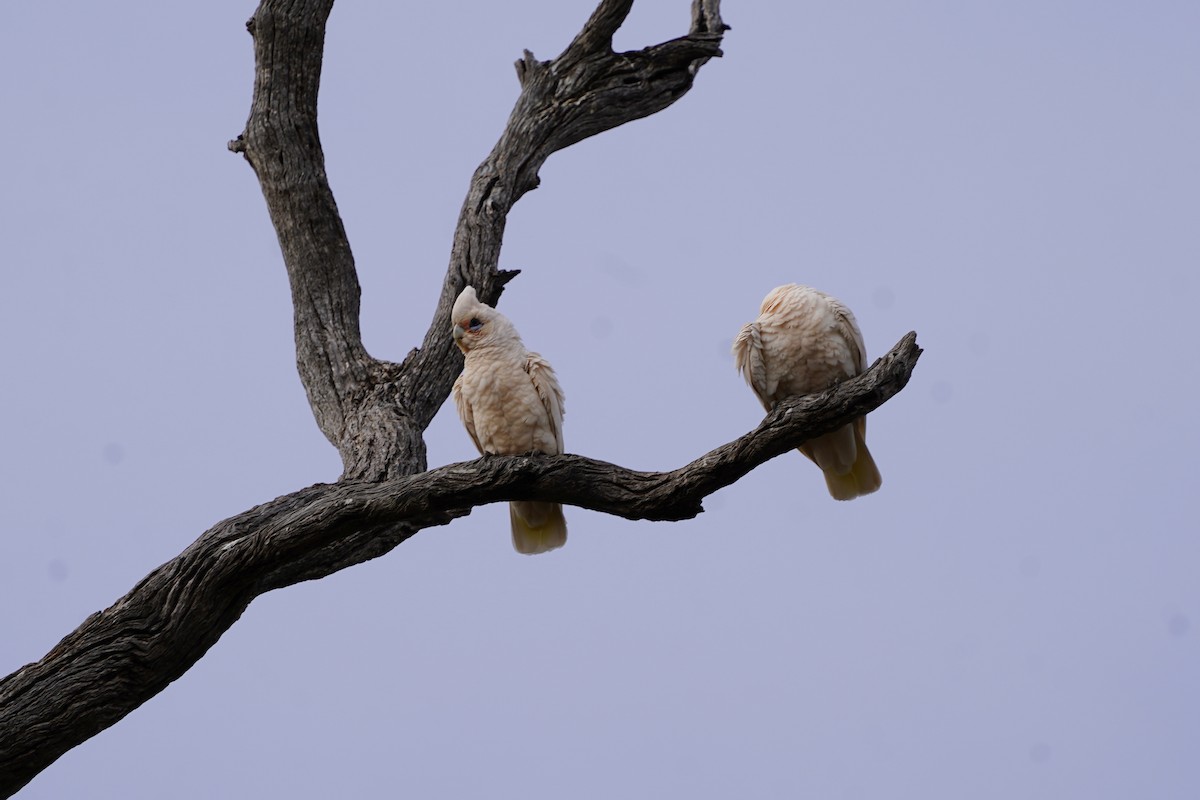 Little Corella - ML642642838