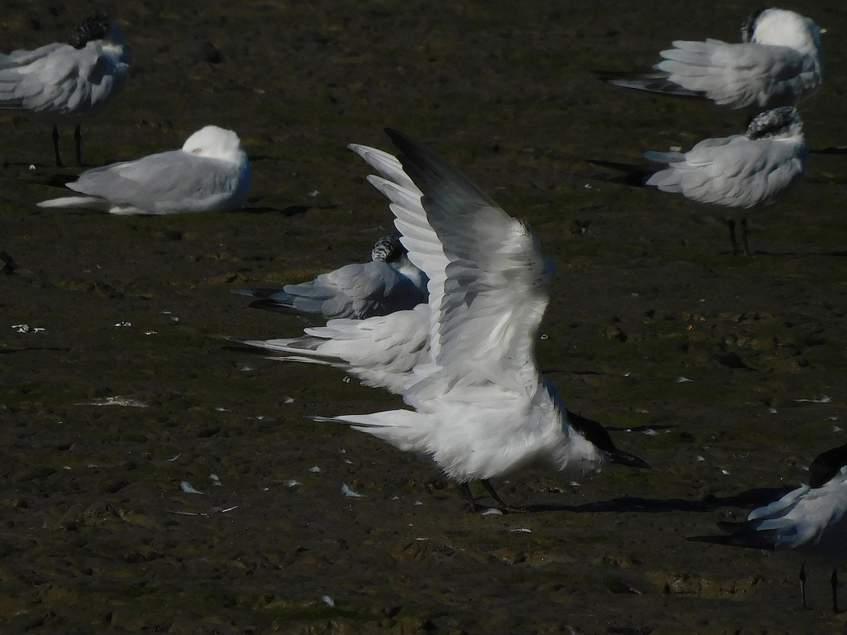 Australian Tern - ML642642842