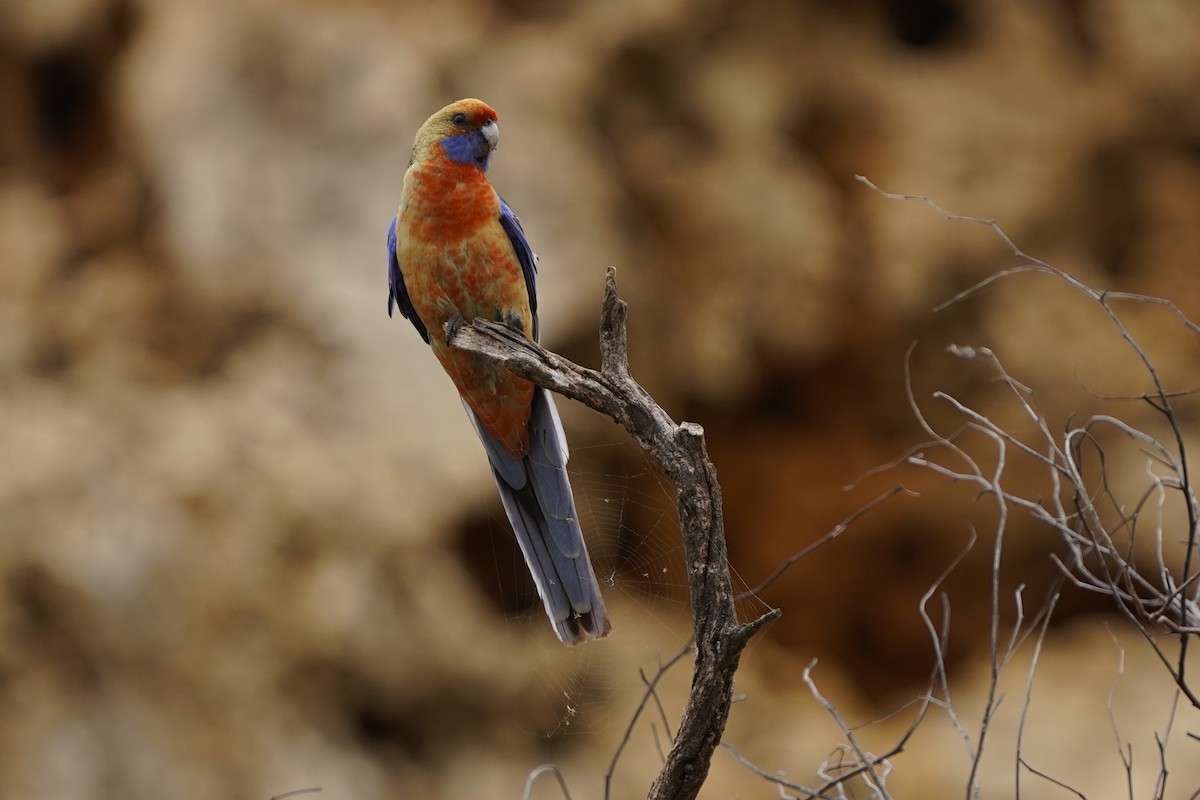 Perruche de Pennant (adelaidae/subadelaidae) - ML642642843