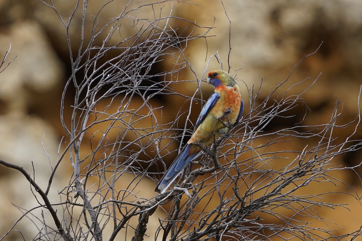 Perruche de Pennant (adelaidae/subadelaidae) - ML642642844
