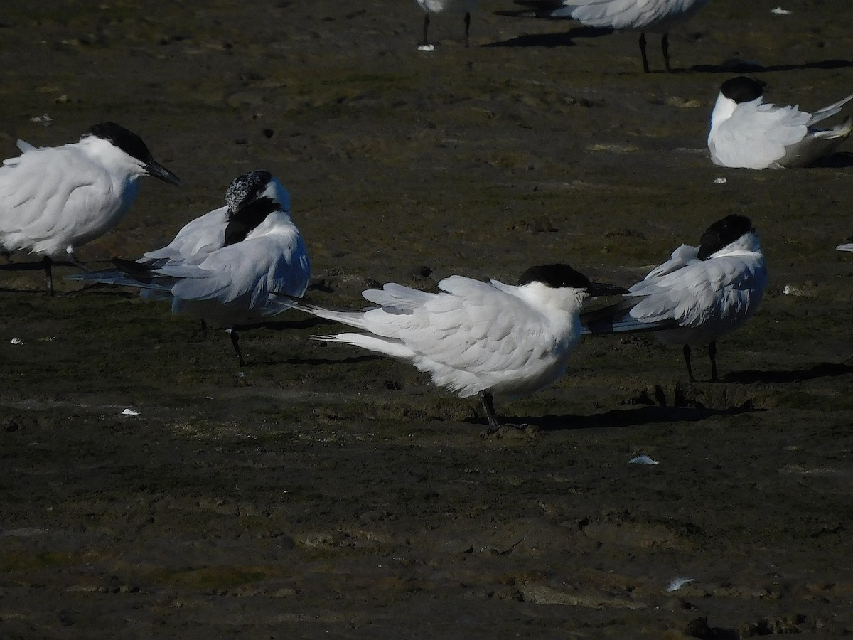 Australian Tern - ML642642864