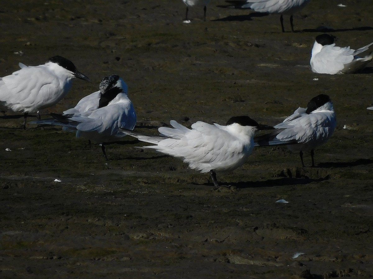 Australian Tern - ML642642865