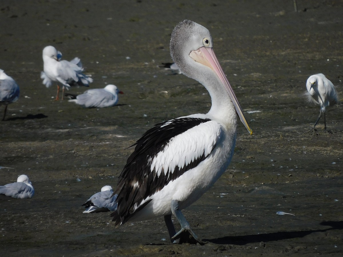Australian Pelican - ML642642884