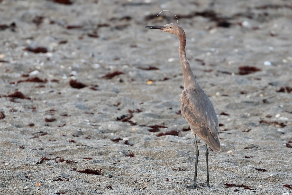 Reddish Egret - ML642642920