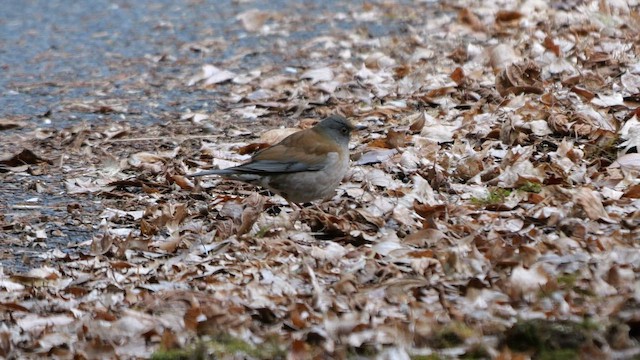 Pale Thrush - ML642642963