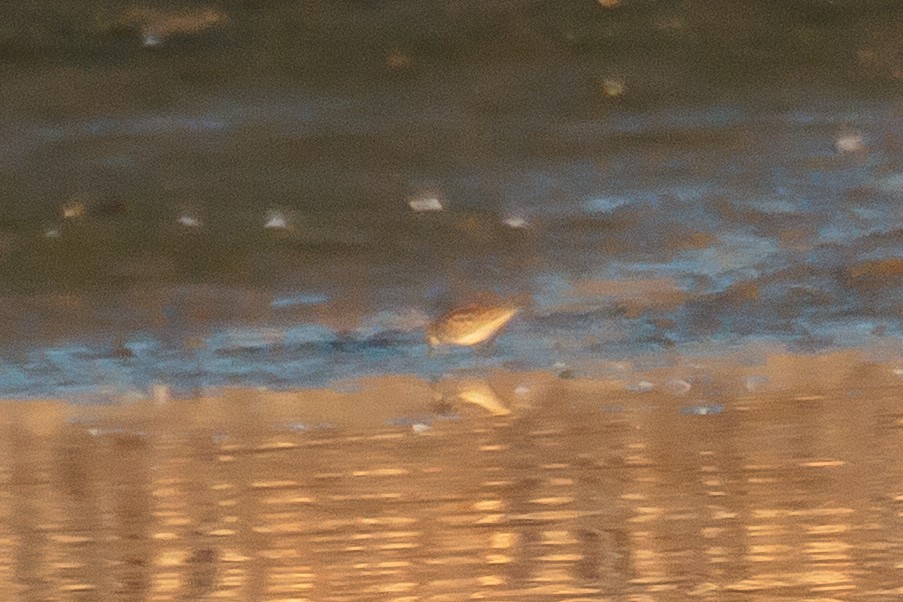 Little Stint - ML642642978