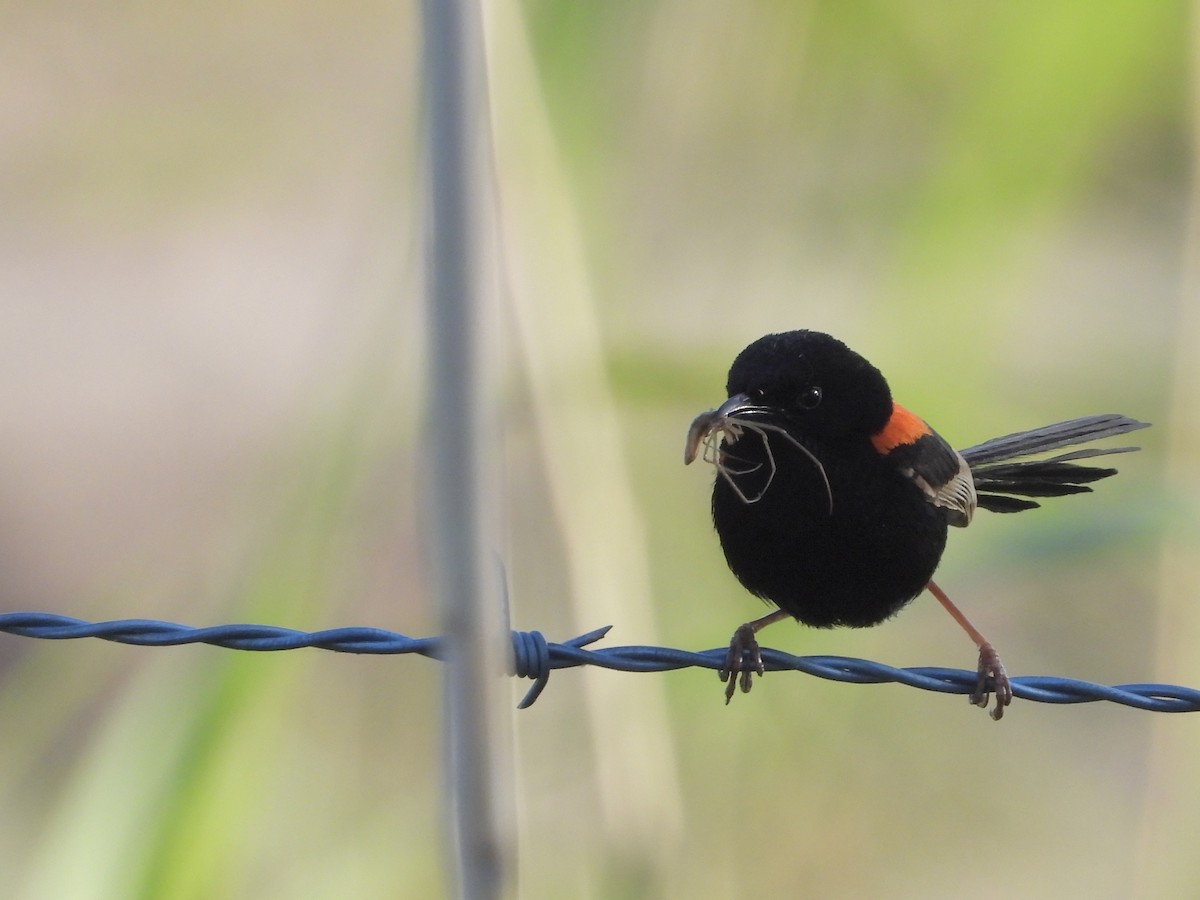 Red-backed Fairywren - ML642642986